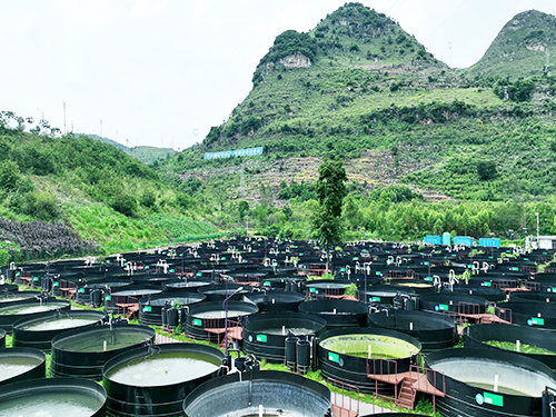 清水河雨補魯養(yǎng)殖基地